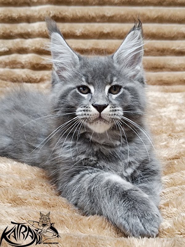 Katran Joker - Котенок мейн-кун 2 месяца 1 неделя