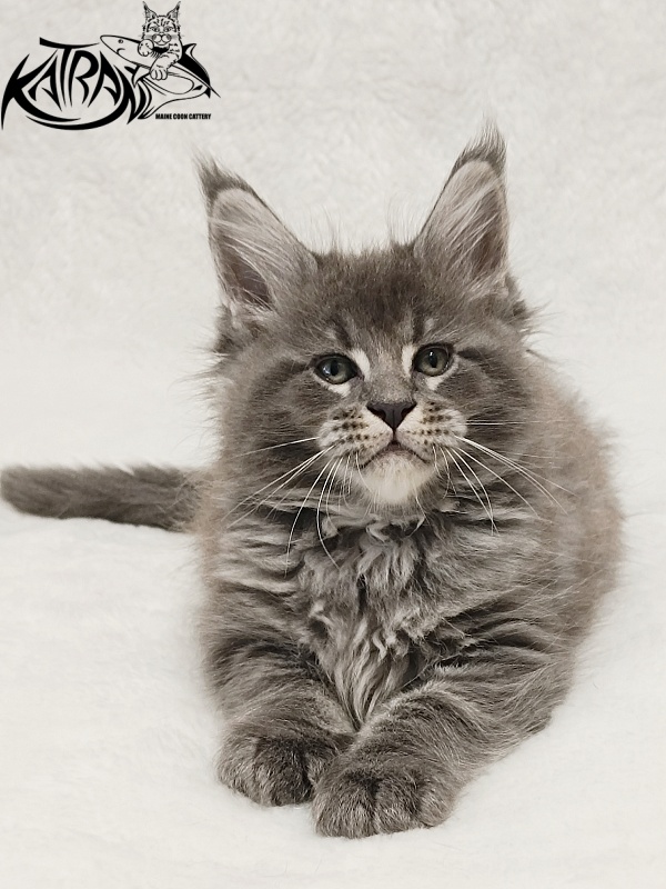Katran Joker - Котенок мейн-кун 1 месяц 2 недели