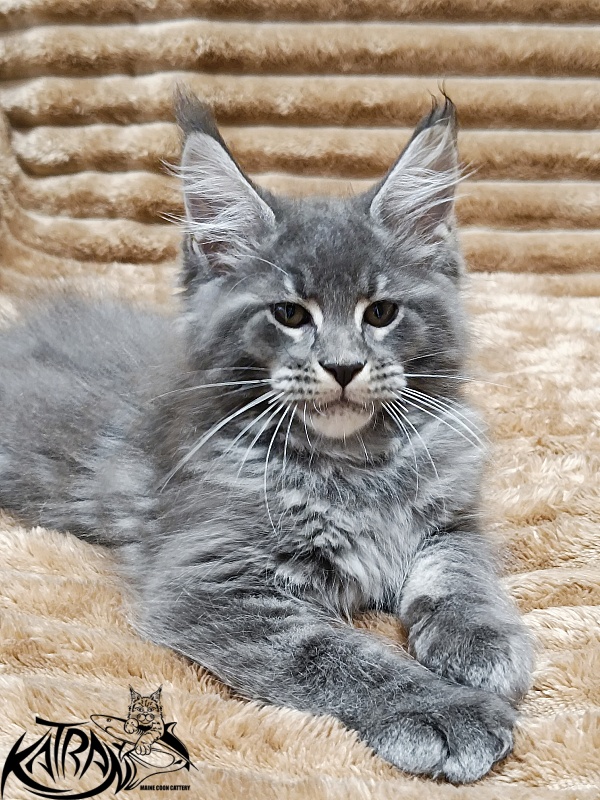 Katran Joker - Котенок мейн-кун 2 месяца 1 неделя