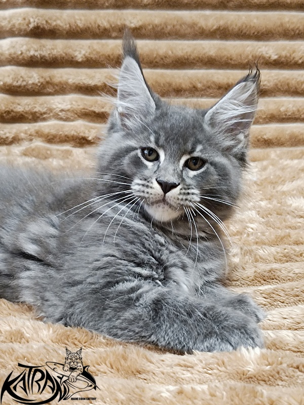 Katran Joker - Котенок мейн-кун 2 месяца 1 неделя