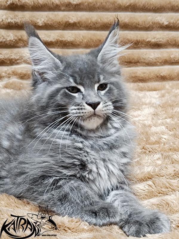 Katran Joker - Котенок мейн-кун 2 месяца 1 неделя