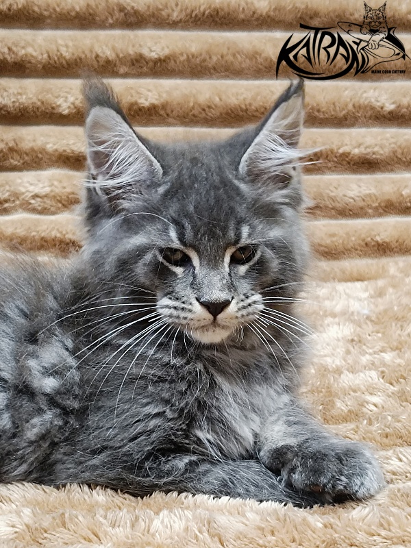 Katran Joker - Котенок мейн-кун 2 месяца 1 неделя