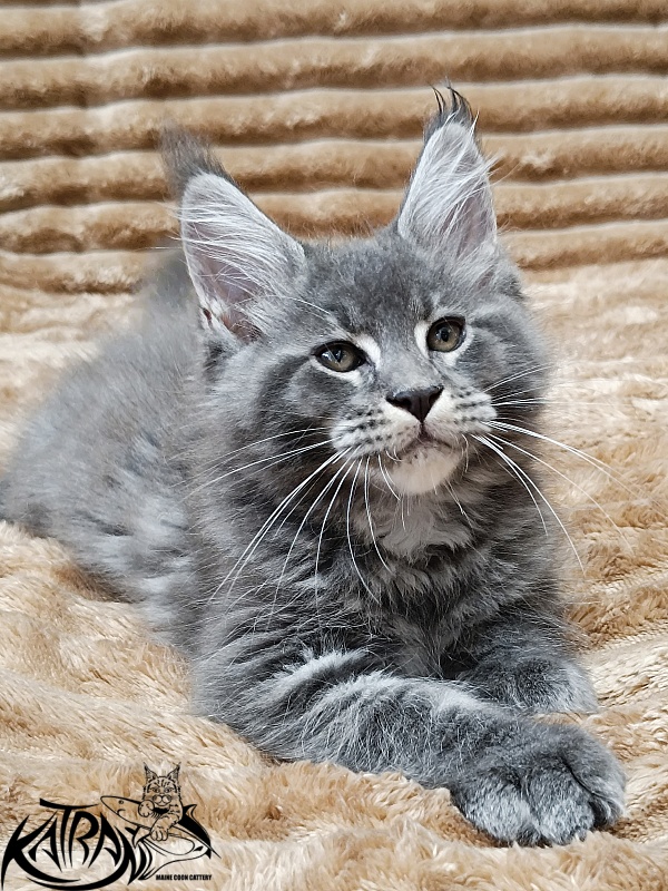 Katran Joker - Котенок мейн-кун 2 месяца 1 неделя