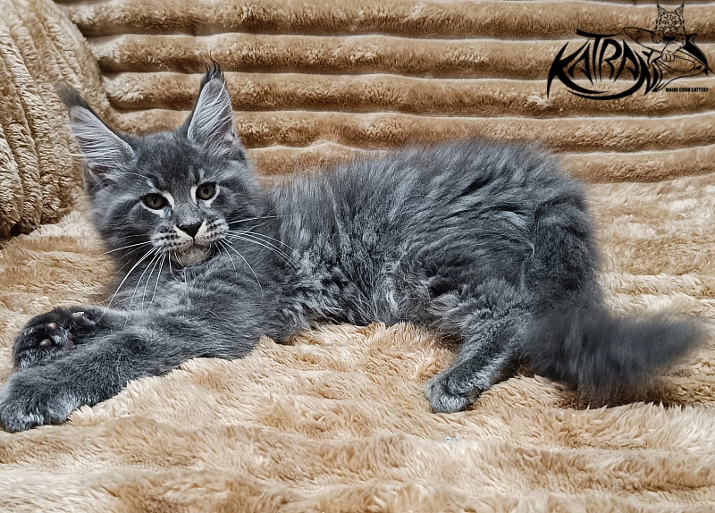 Katran Joker - Котенок мейн-кун 2 месяца 1 неделя