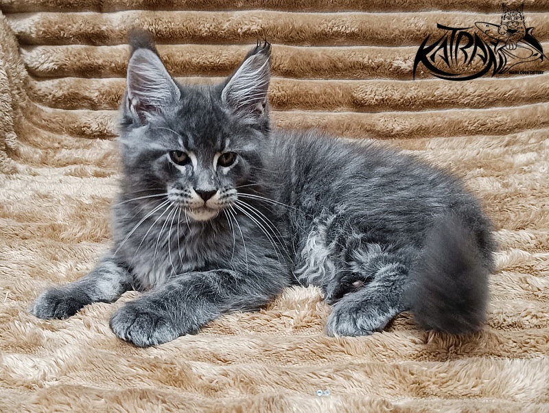 Katran Joker - Котенок мейн-кун 2 месяца 1 неделя