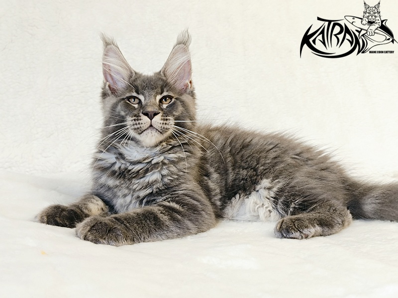 Katran Joker - Котенок мейн-кун 3 месяца