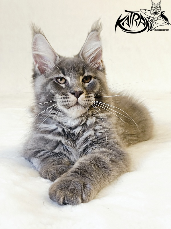 Katran Joker - Котенок мейн-кун 3 месяца