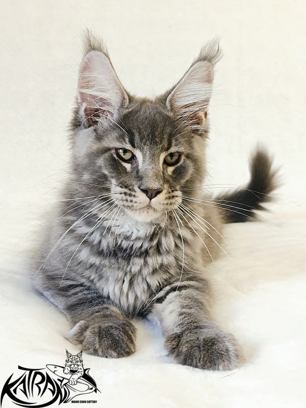 Katran Joker - Котенок мейн-кун 3 месяца