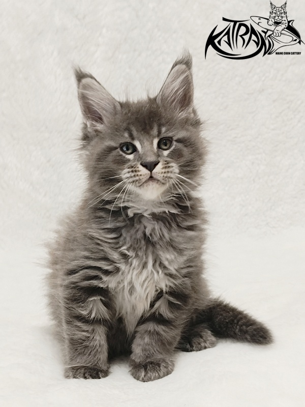 Katran Joker - Котенок мейн-кун 1 месяц 2 недели
