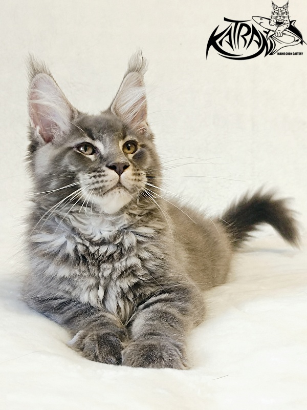 Katran Joker - Котенок мейн-кун 3 месяца