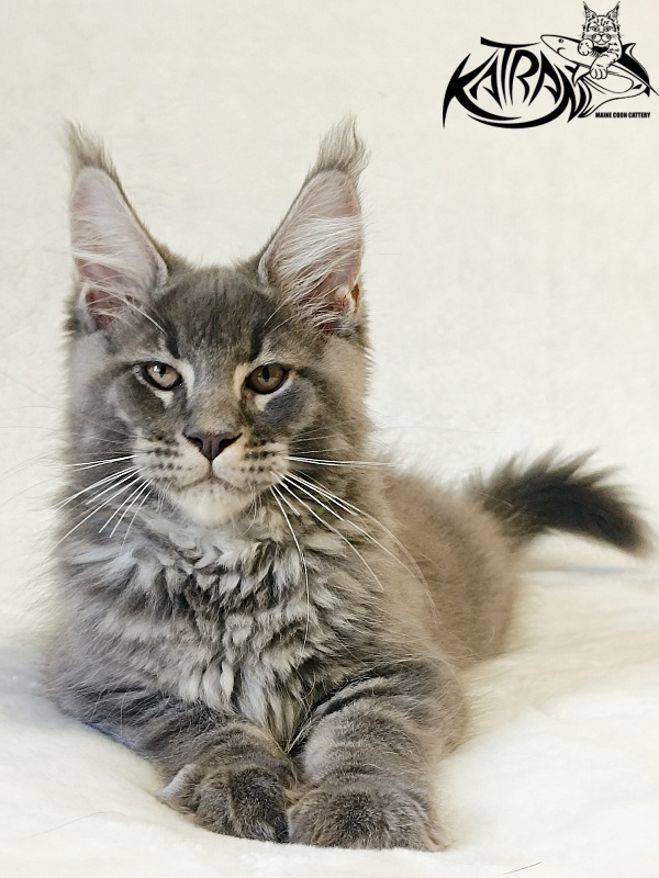Katran Joker - Котенок мейн-кун 3 месяца