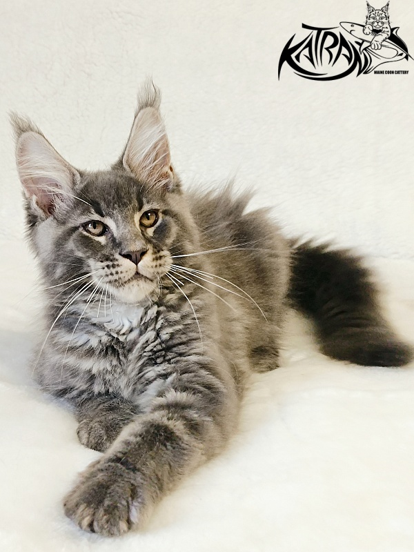Katran Joker - Котенок мейн-кун 3 месяца