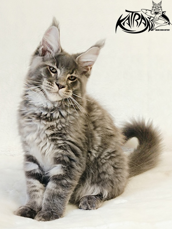 Katran Joker - Котенок мейн-кун 3 месяца