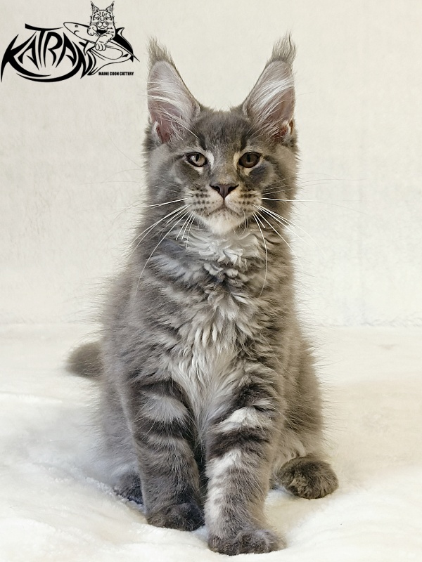 Katran Joker - Котенок мейн-кун 3 месяца