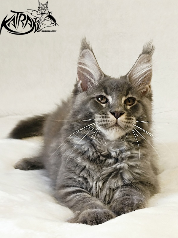 Katran Joker - Котенок мейн-кун 3 месяца
