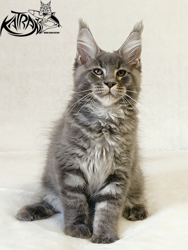 Katran Joker - Котенок мейн-кун 3 месяца