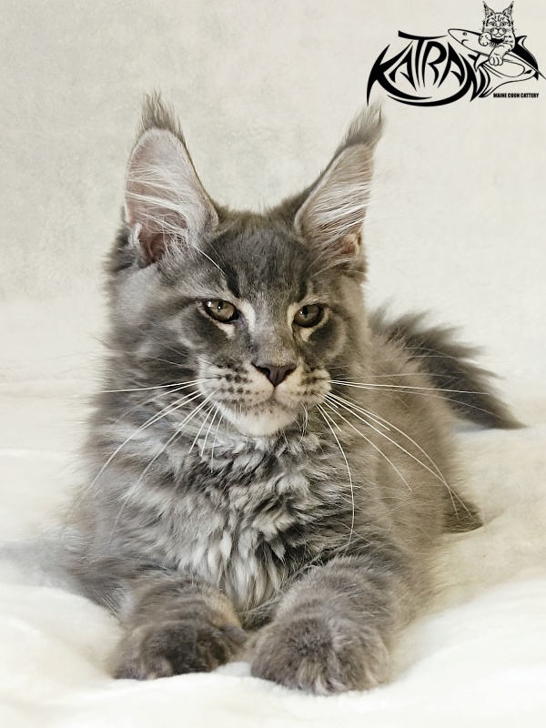 Katran Joker - Котенок мейн-кун 3 месяца