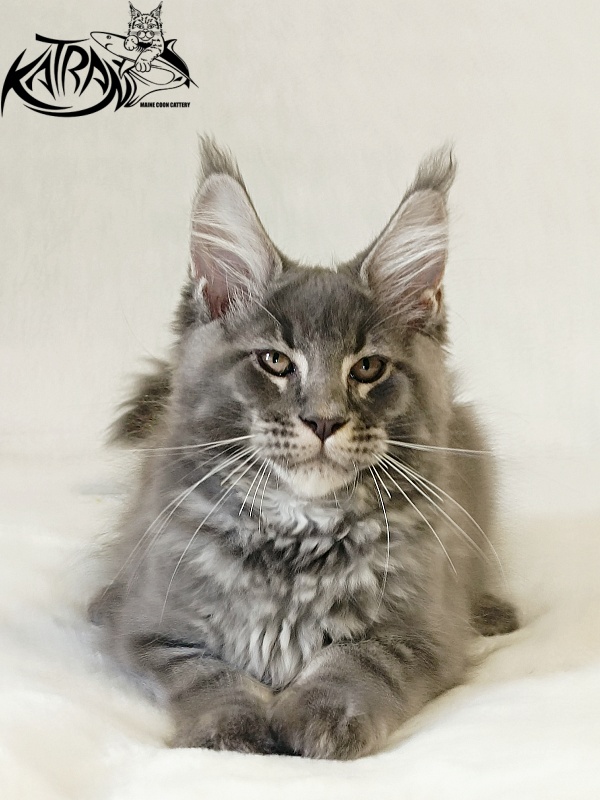 Katran Joker - Котенок мейн-кун 3 месяца