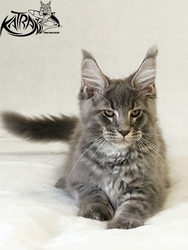Katran Joker - Котенок мейн-кун 3 месяца