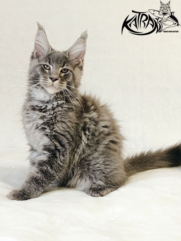 Katran Joker - Котенок мейн-кун 3 месяца