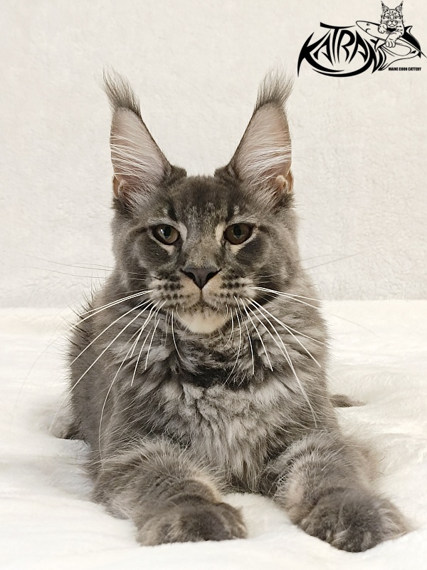 Katran Joker - Котенок мейн-кун 5 месяцев 3 недели