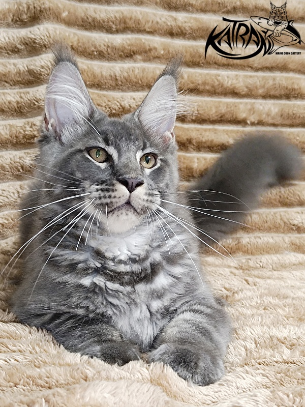 Katran Joker - Котенок мейн-кун 4 месяца
