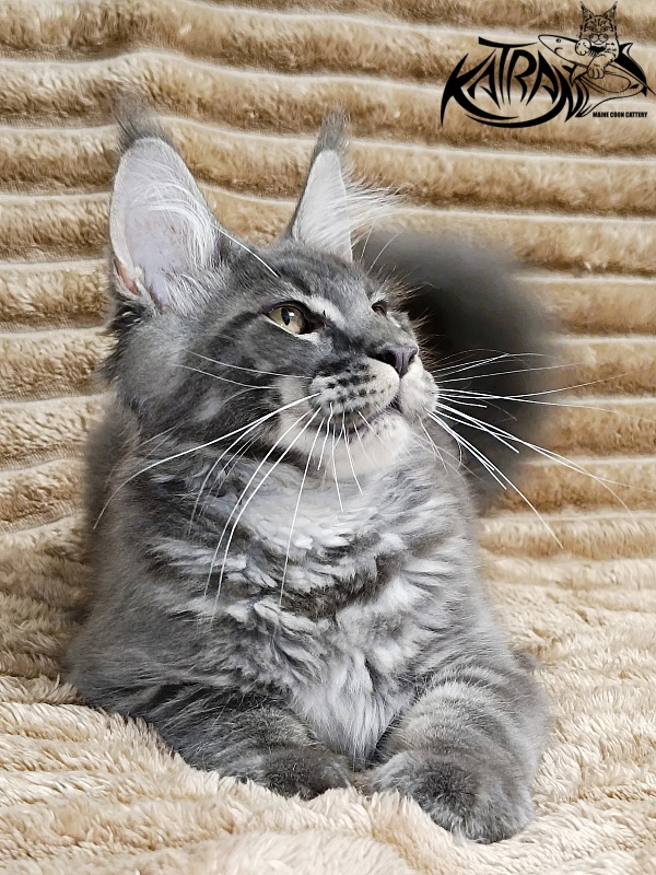 Katran Joker - Котенок мейн-кун 4 месяца