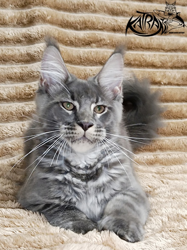 Katran Joker - Котенок мейн-кун 4 месяца