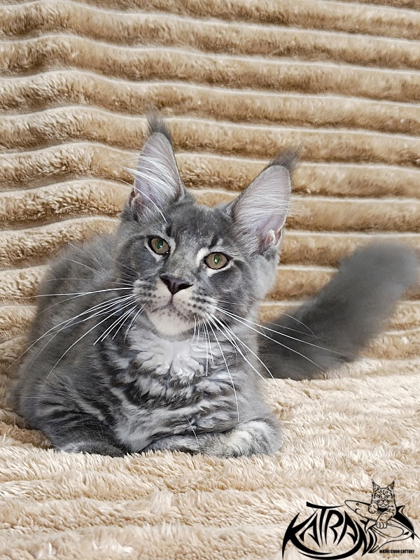 Katran Joker - Котенок мейн-кун 4 месяца