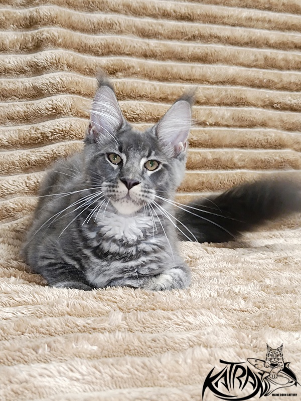 Katran Joker - Котенок мейн-кун 4 месяца