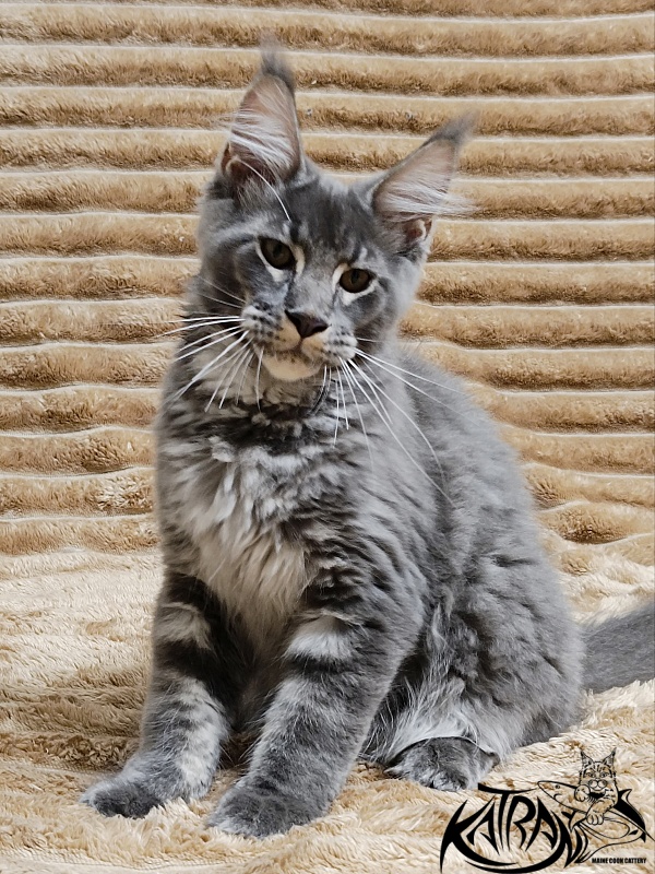 Katran Joker - Котенок мейн-кун 4 месяца