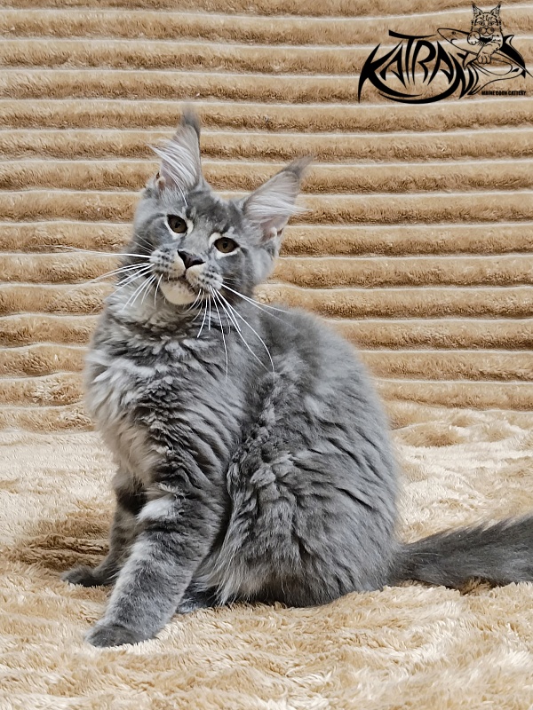Katran Joker - Котенок мейн-кун 4 месяца