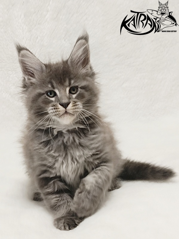 Katran Joker - Котенок мейн-кун 1 месяц 2 недели