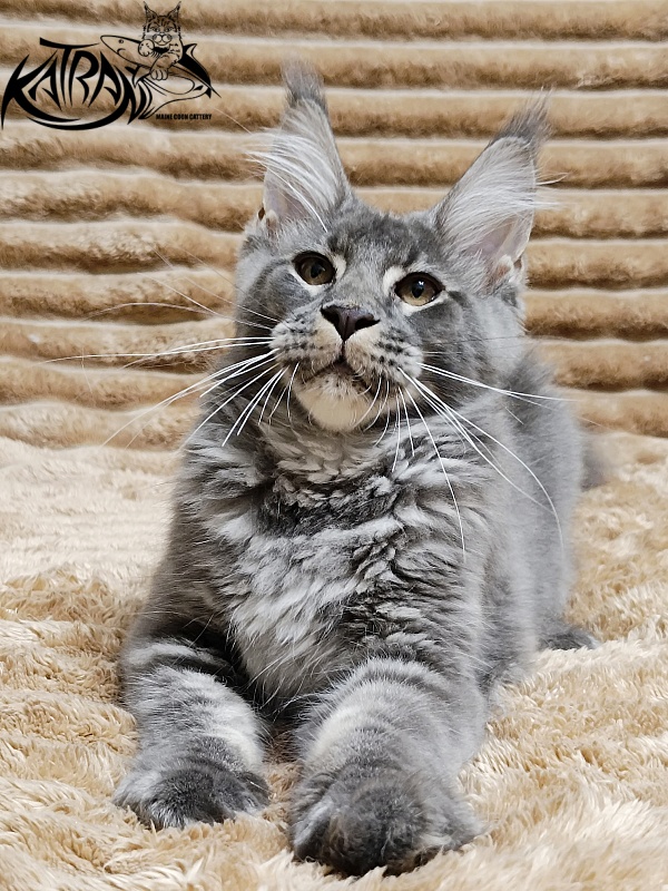 Katran Joker - Котенок мейн-кун 4 месяца