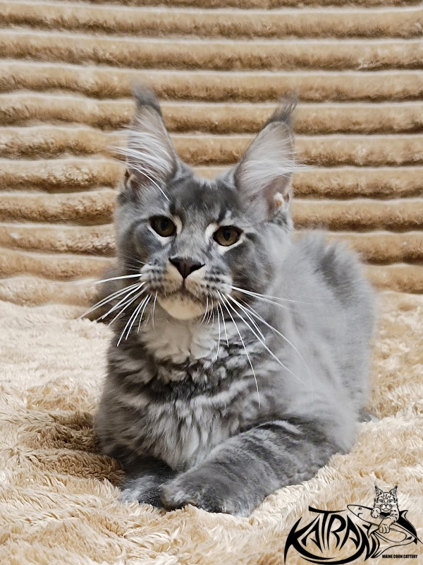 Katran Joker - Котенок мейн-кун 4 месяца