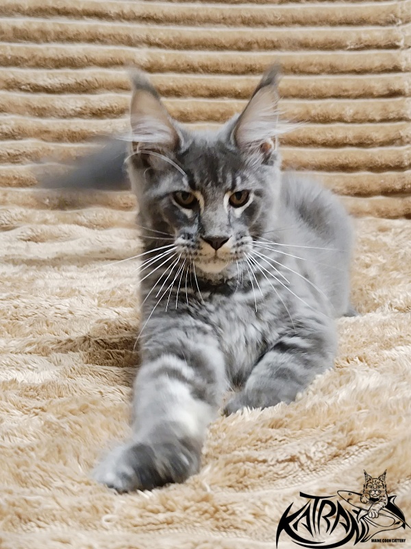 Katran Joker - Котенок мейн-кун 4 месяца