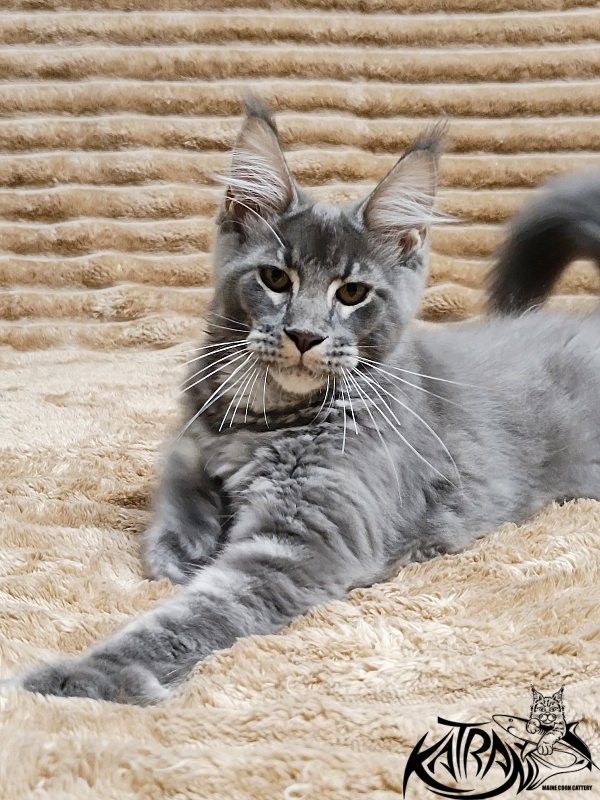 Katran Joker - Котенок мейн-кун 4 месяца