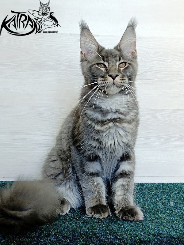 Katran Joker - Котенок мейн-кун 4 месяца 3 недели