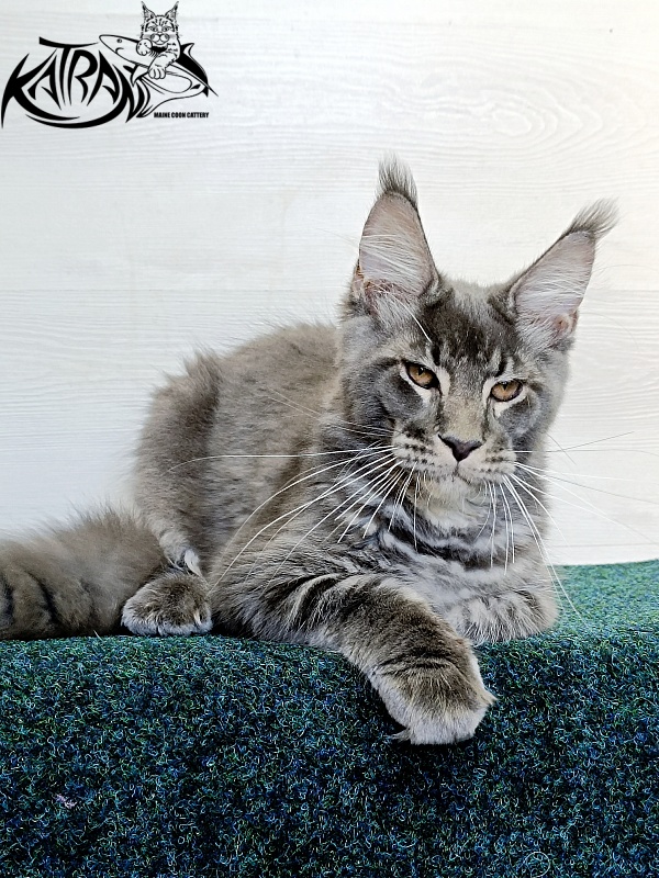 Katran Joker - Котенок мейн-кун 4 месяца 3 недели