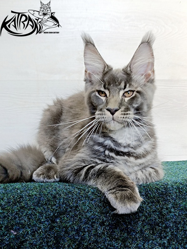 Katran Joker - Котенок мейн-кун 4 месяца 3 недели