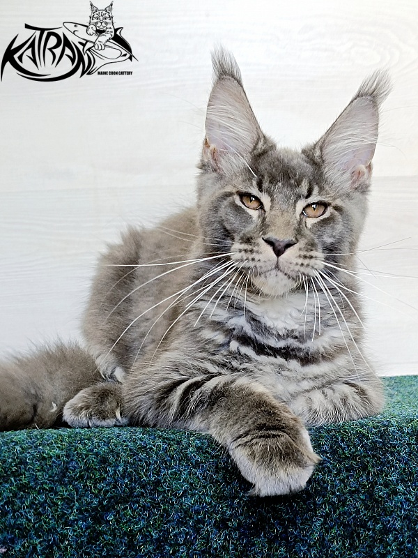 Katran Joker - Котенок мейн-кун 4 месяца 3 недели