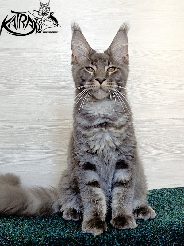 Katran Joker - Котенок мейн-кун 4 месяца 3 недели