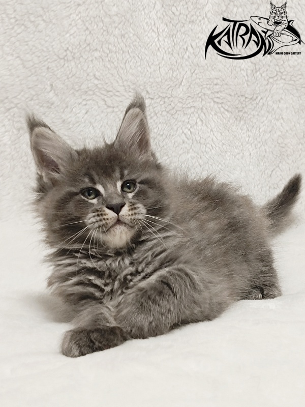 Katran Joker - Котенок мейн-кун 1 месяц 2 недели