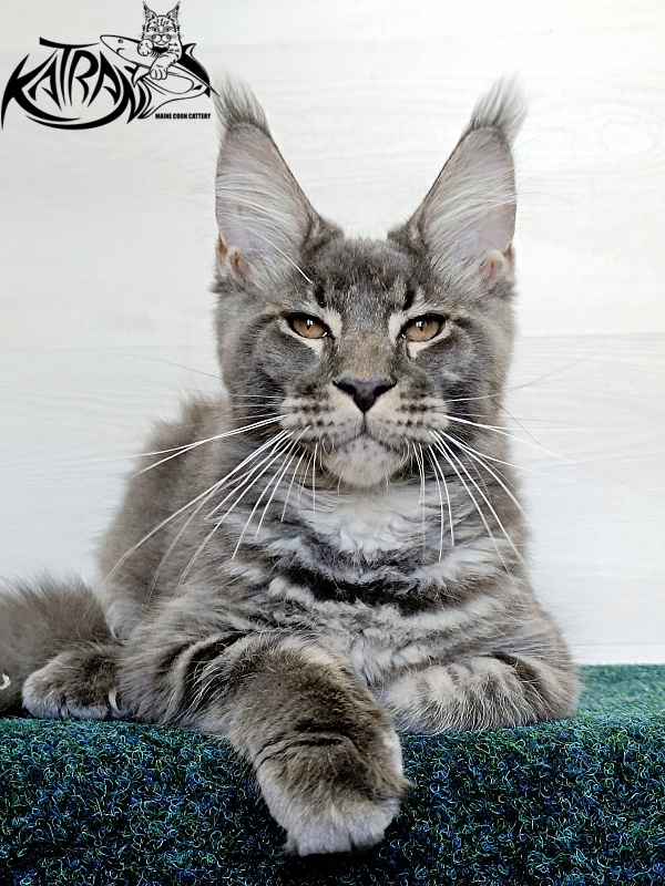 Katran Joker - Котенок мейн-кун 4 месяца 3 недели