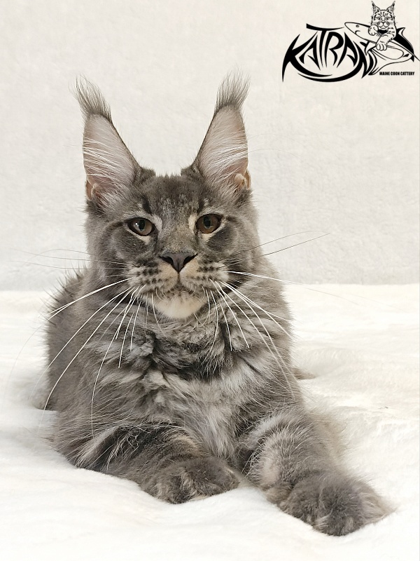Katran Joker - Котенок мейн-кун 5 месяцев 3 недели