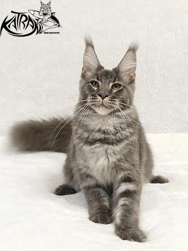 Katran Joker - Котенок мейн-кун 5 месяцев 3 недели
