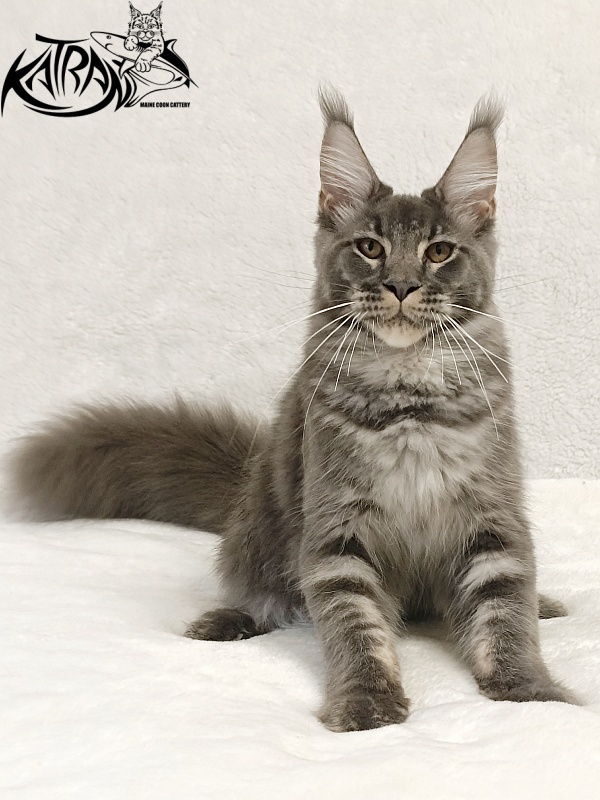 Katran Joker - Котенок мейн-кун 5 месяцев 3 недели