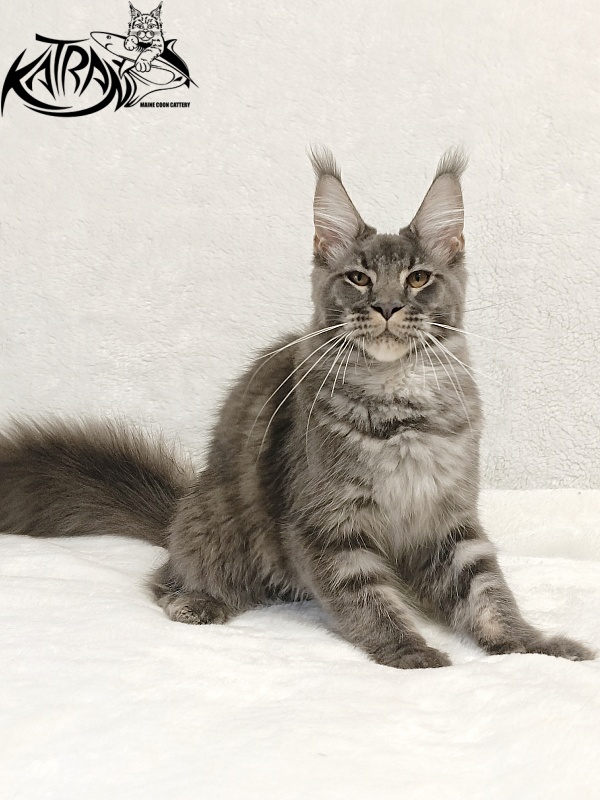 Katran Joker - Котенок мейн-кун 5 месяцев 3 недели