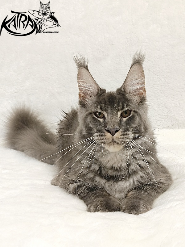 Katran Joker - Котенок мейн-кун 5 месяцев 3 недели