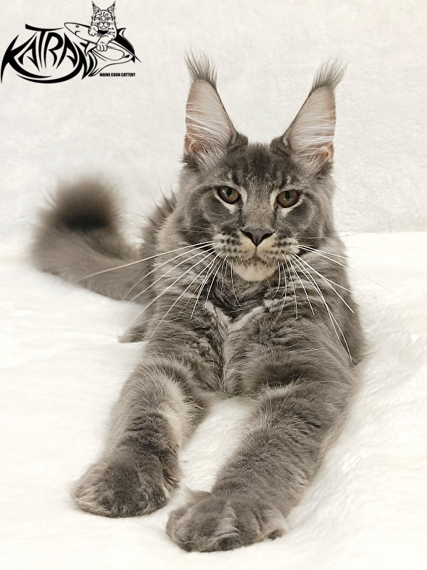 Katran Joker - Котенок мейн-кун 5 месяцев 3 недели